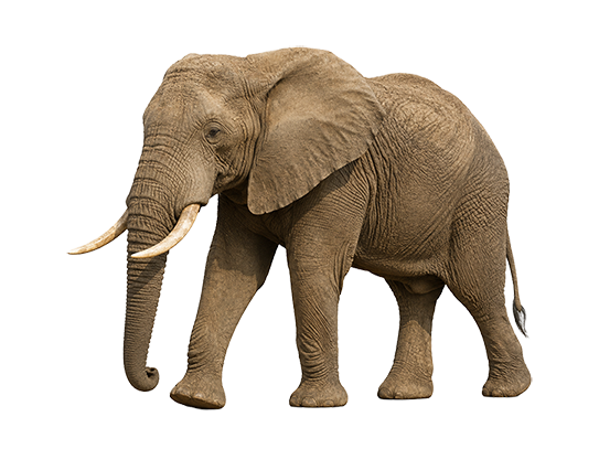 L'éléphant