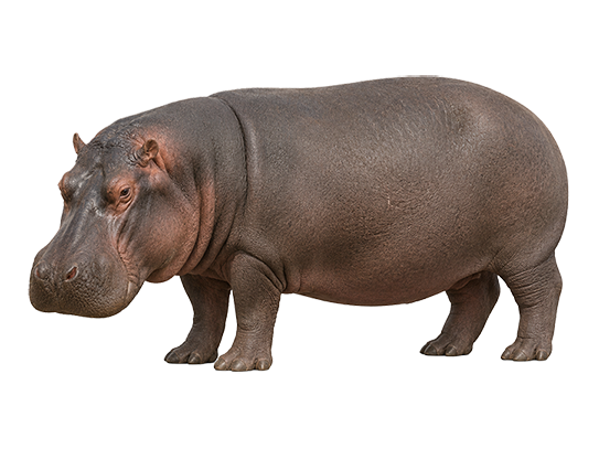 L'hippopotame
